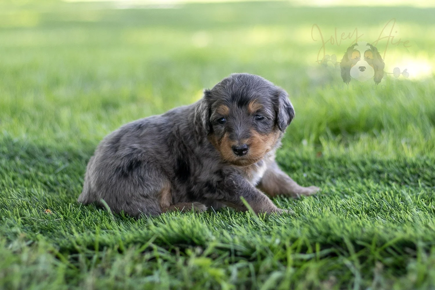 Josie Pye Bernedoodle Puppy-517.jpg