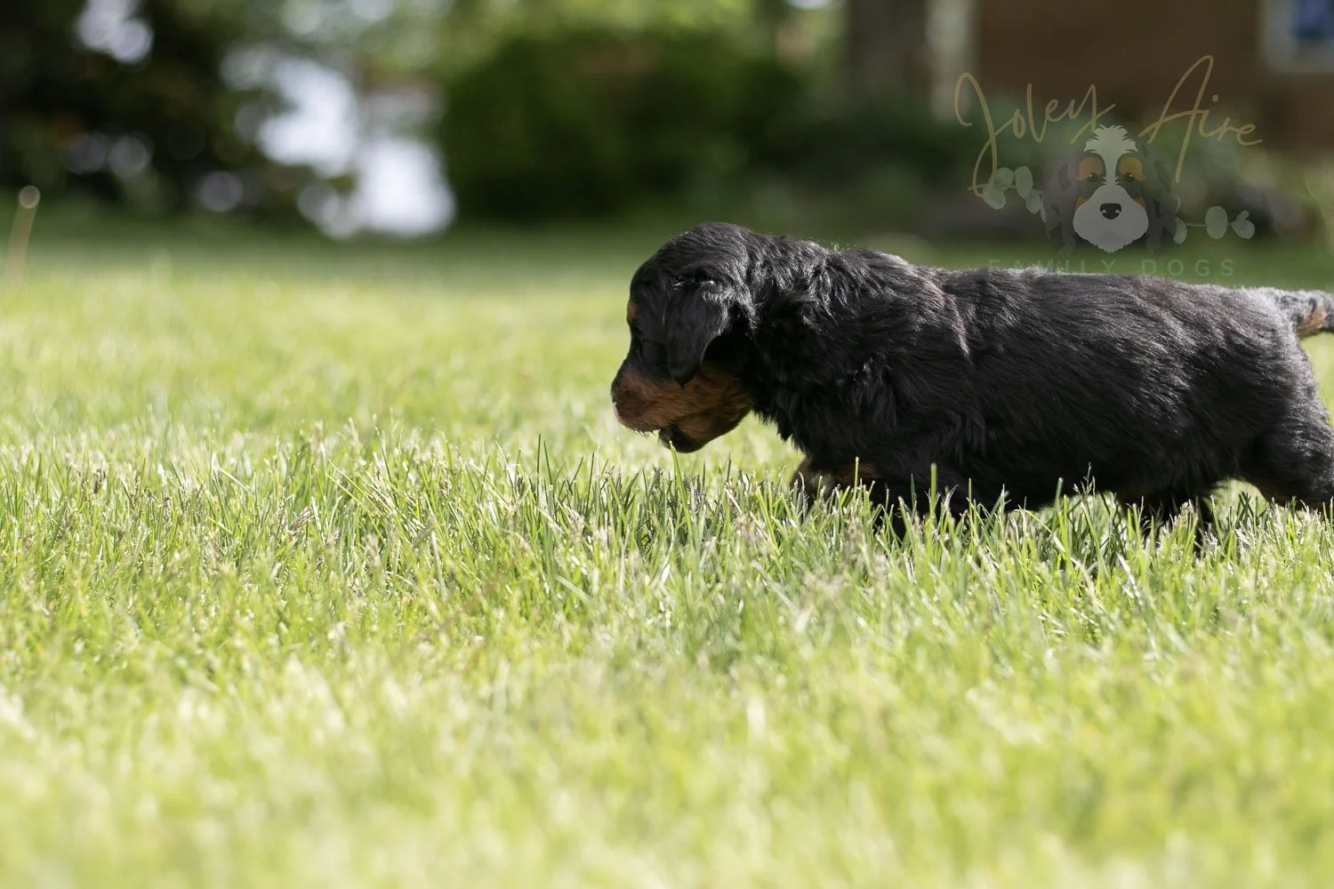Banjo Bernedoodle Puppy-39.jpg
