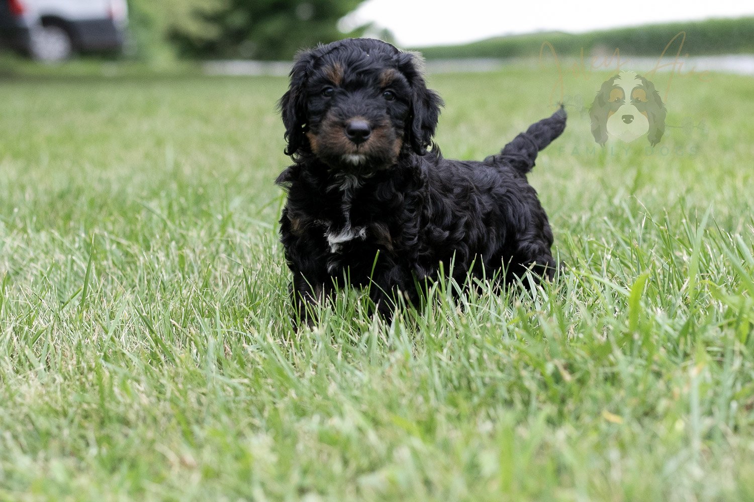 Denali Bernedoodle Puppy-33.jpg