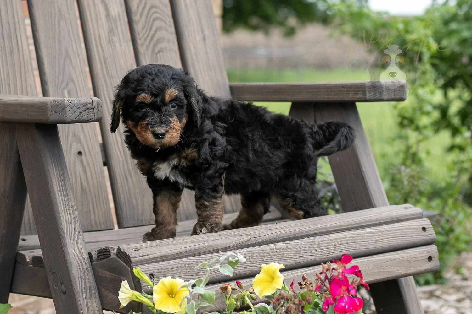 Banjo Bernedoodle Puppy-2.jpg