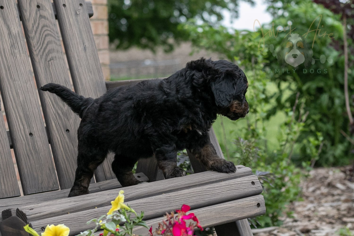 Piano Bernedoodle Puppy-3.jpg