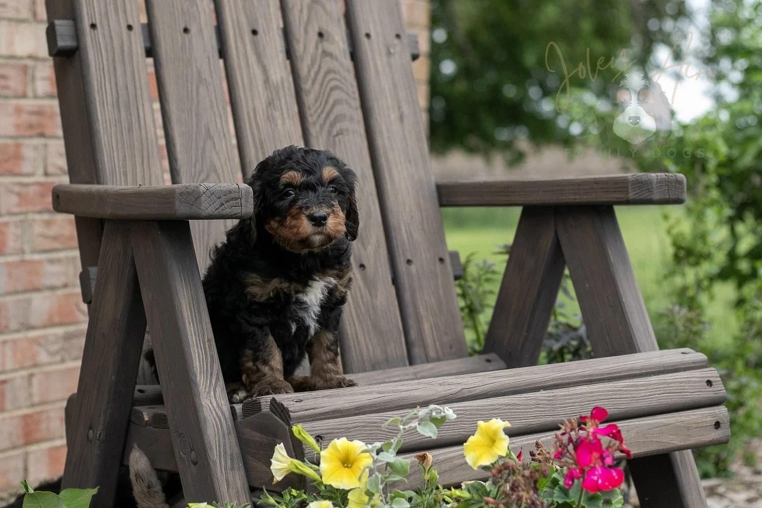 Banjo Bernedoodle Puppy-14.jpg