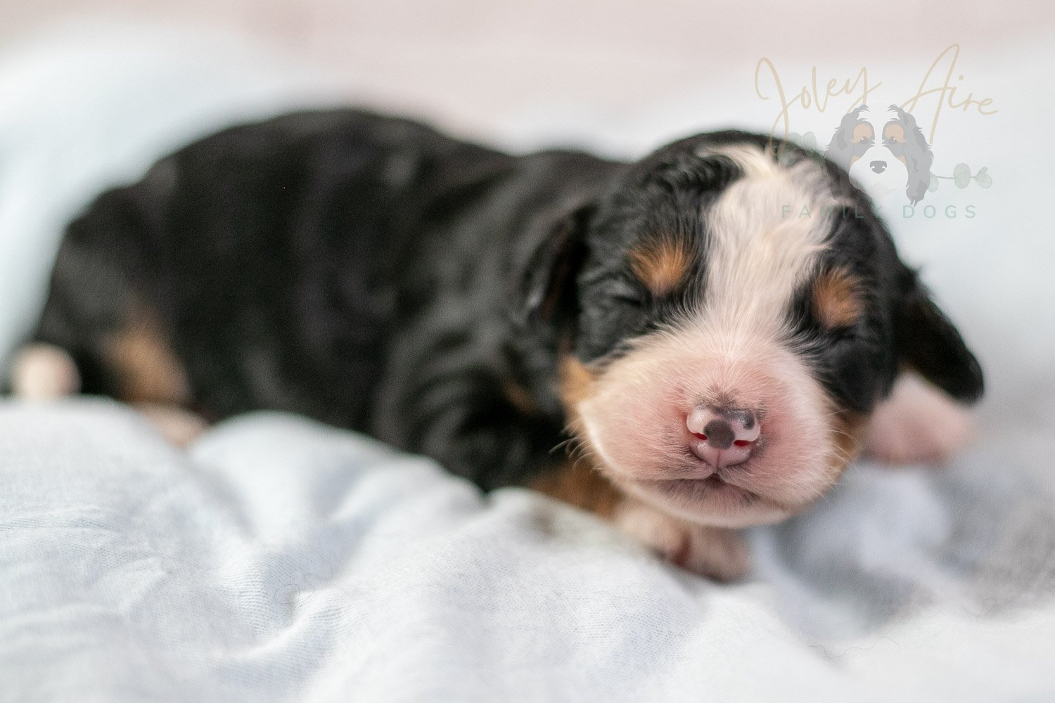 Anne Shirley Bernedoodle Puppy-21.jpg