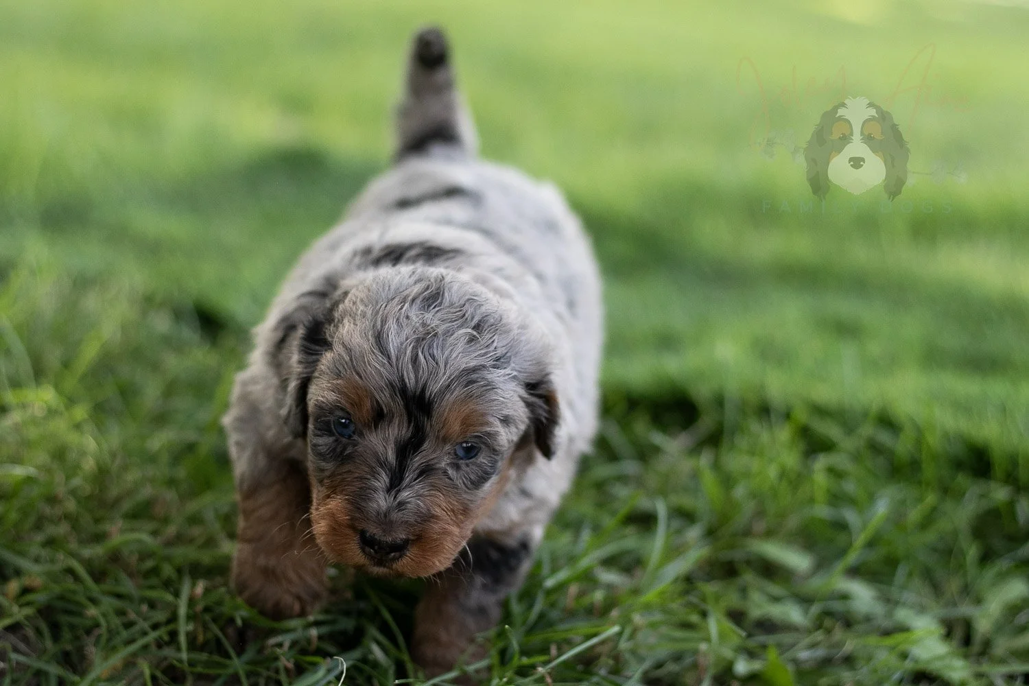 Marilla Cuthbert Bernedoodle Puppy-481.jpg
