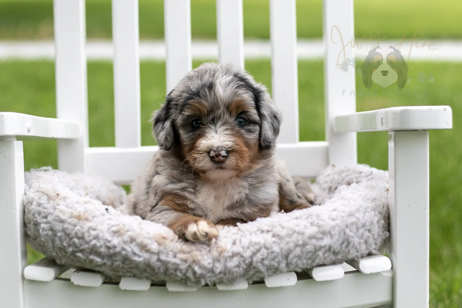 Rachel Lynde Bernedoodle Puppy-0993.jpg