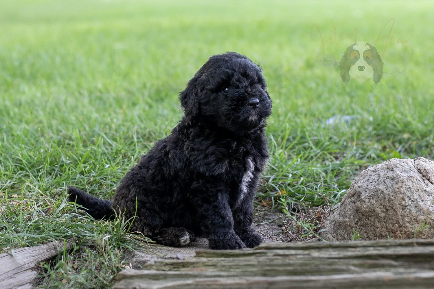 Claude Bernedoodle Puppy-123.jpg