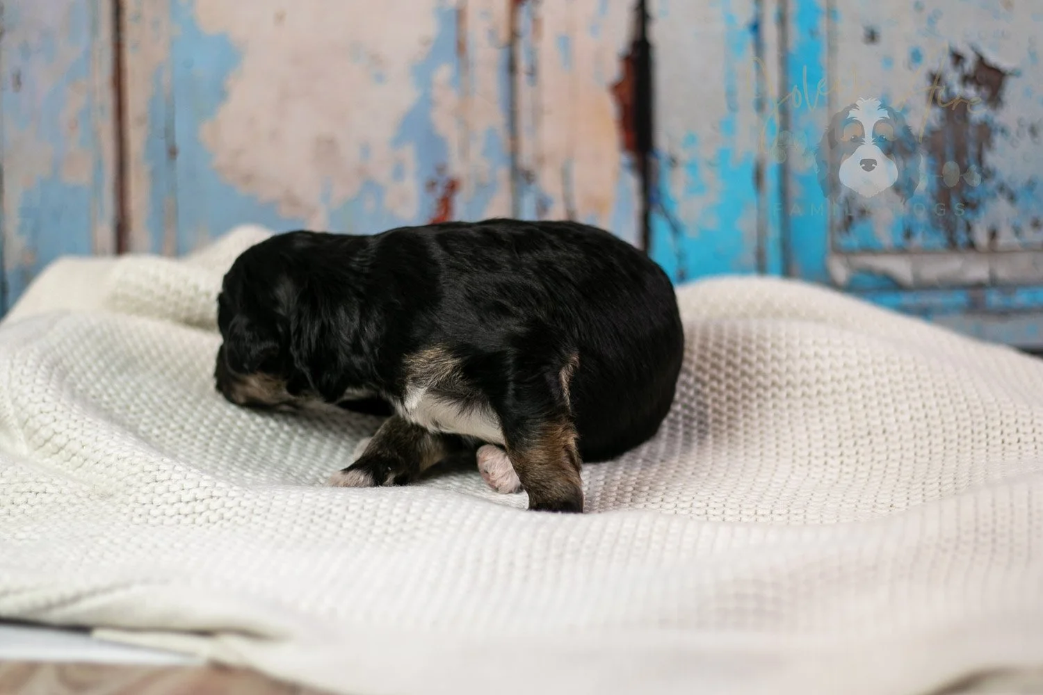 Georgia Bernedoodle Puppy-251.jpg