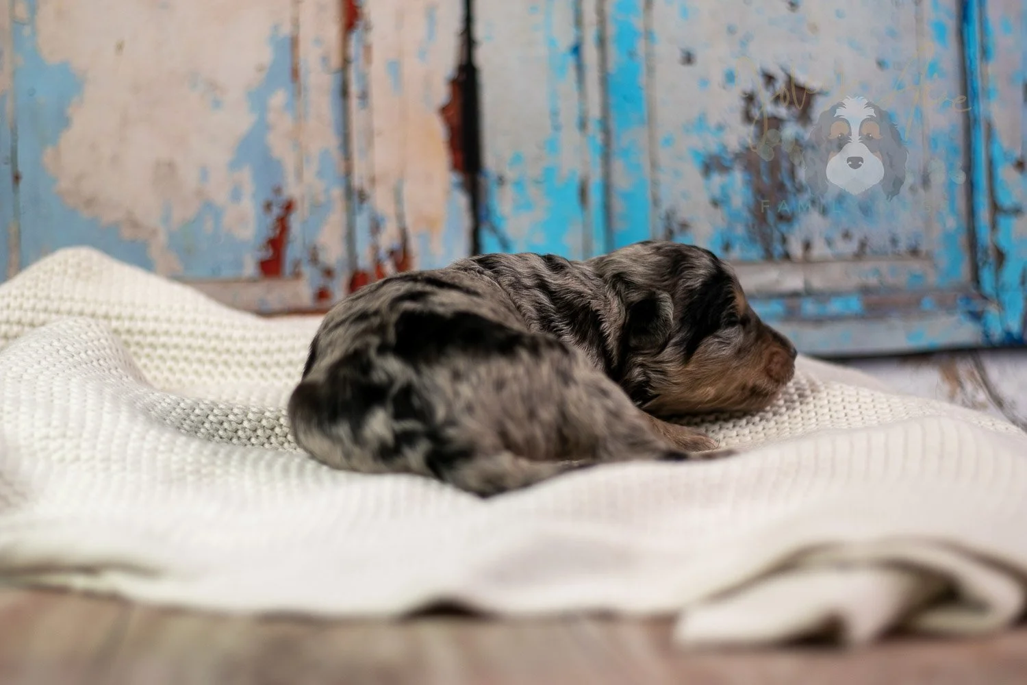 Mary Cassatt Bernedoodle Puppy-262.jpg