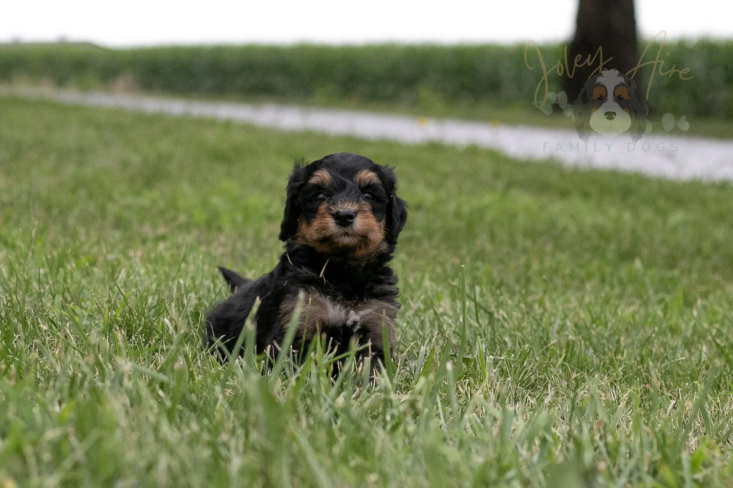 Mini Mae Bernedoodle Puppy-87.jpg