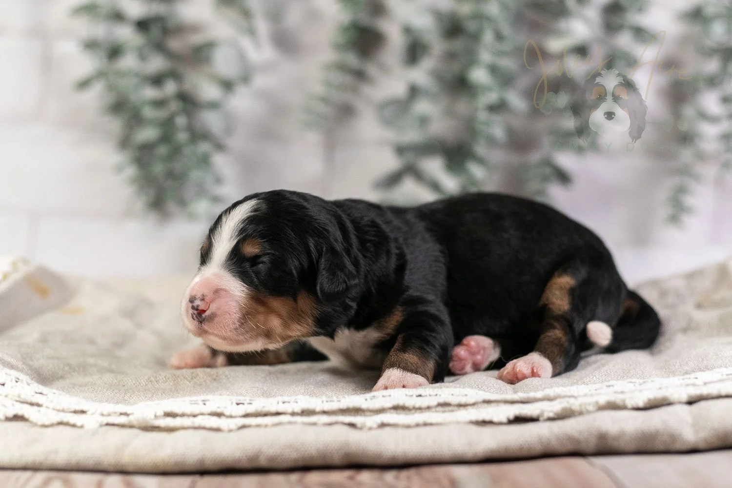 Trumpet Bernedoodle Puppy-7-2.jpg