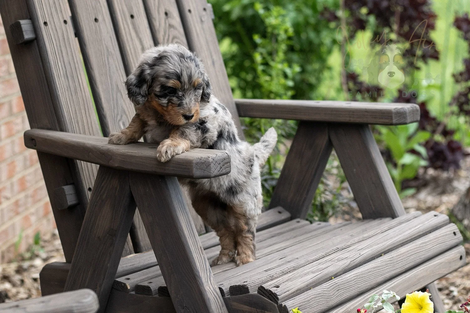 Ukulele Bernedoodle Puppy-20.jpg