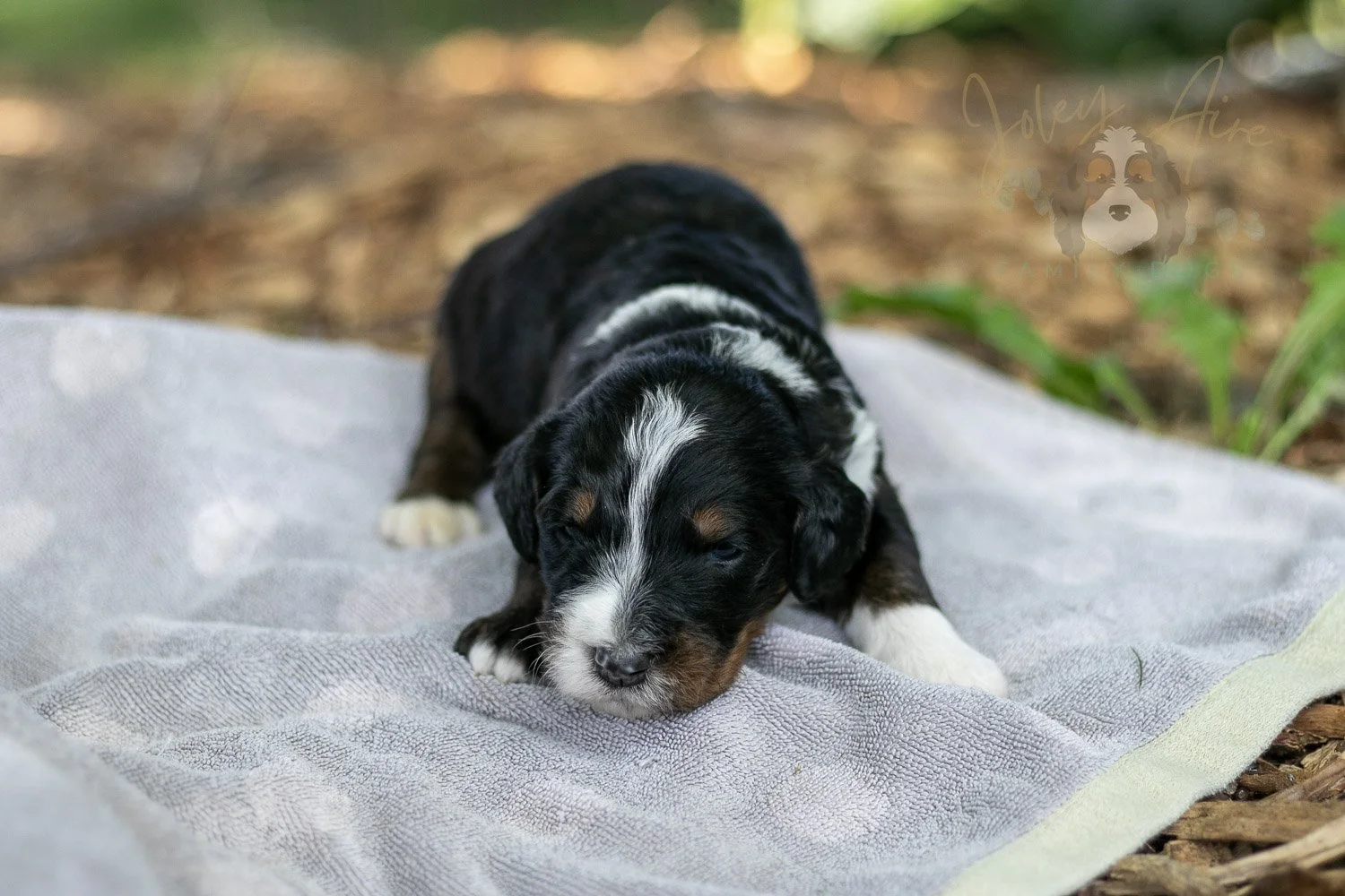 Yosemite Bernedoodle Puppy-138.jpg