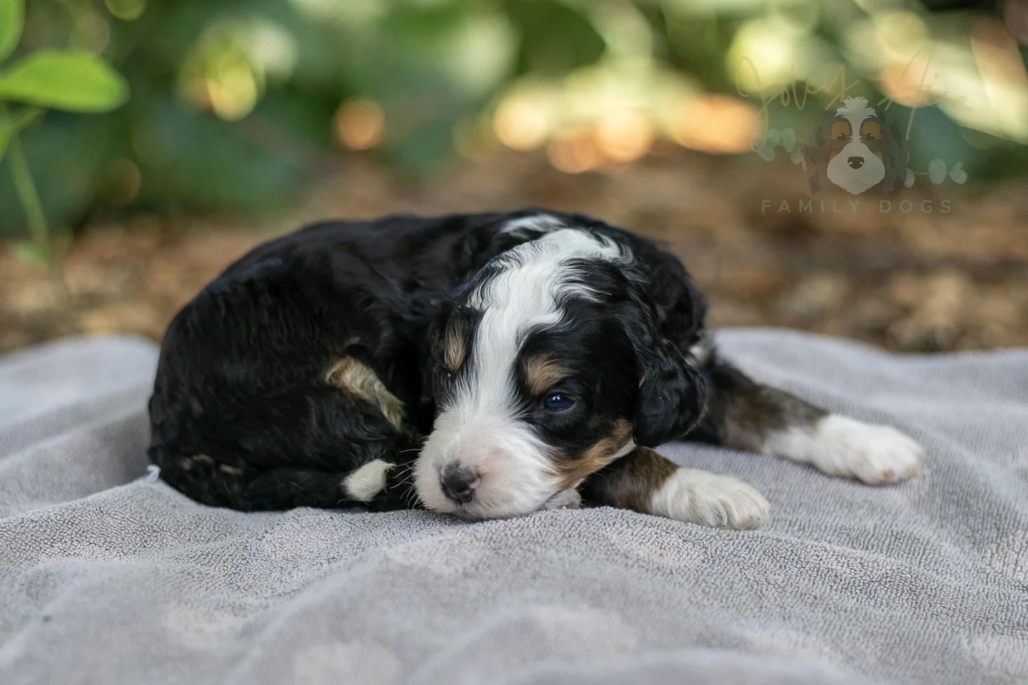Yellowstone Bernedoodle Puppy-164.jpg