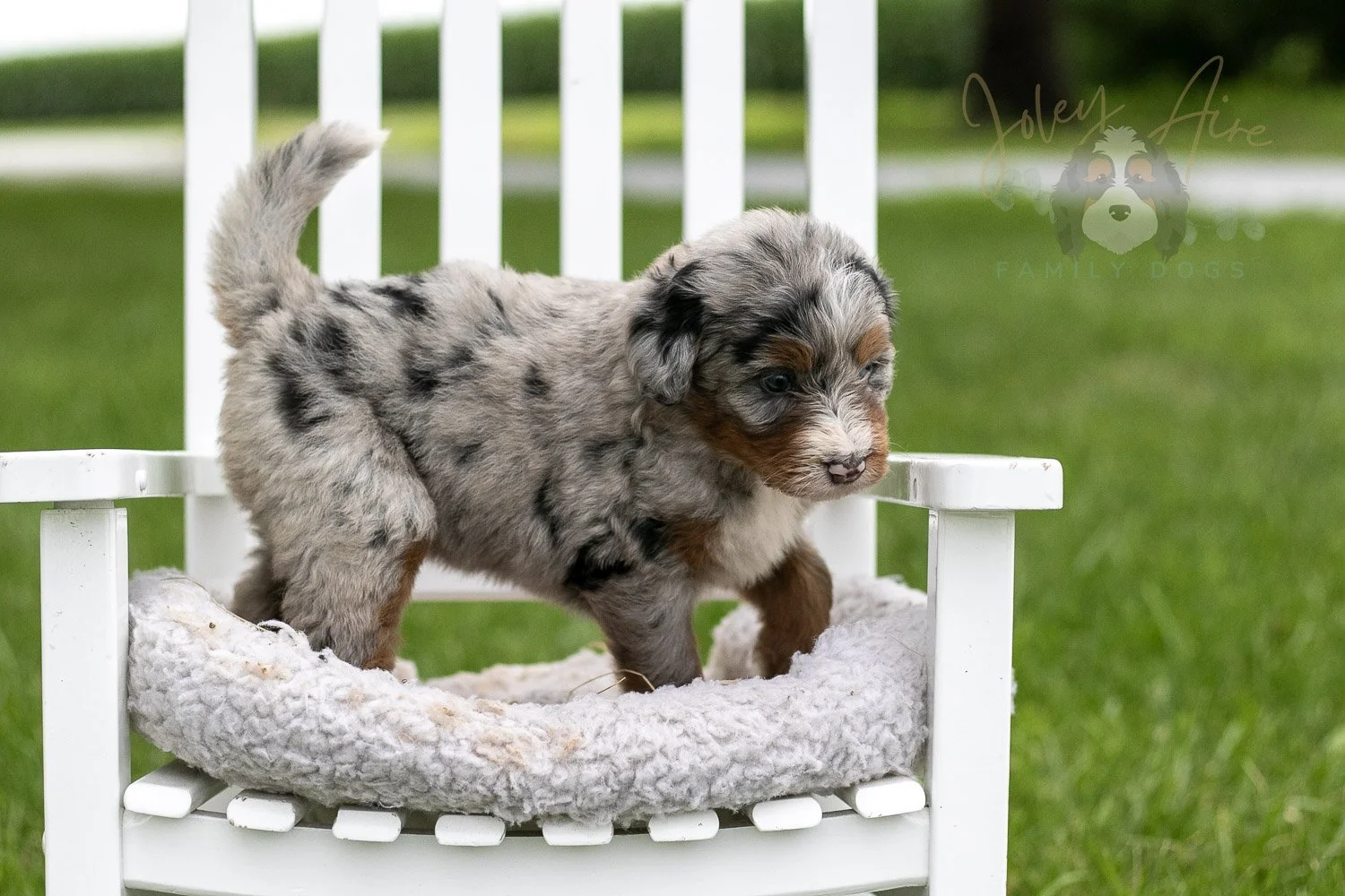 Rachel Lynde Bernedoodle Puppy-1006.jpg