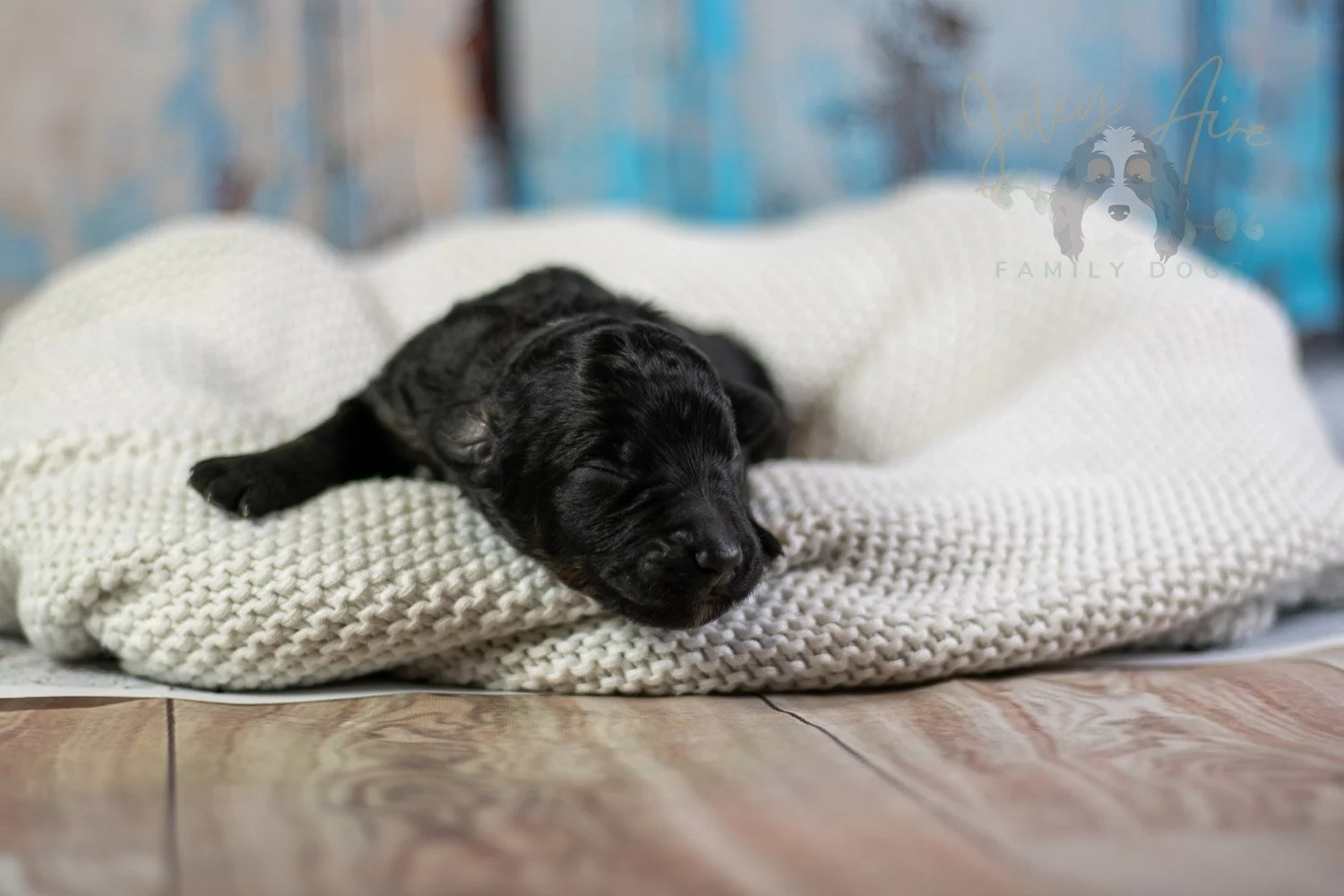 Andy Warhol Bernedoodle Puppy-45.jpg