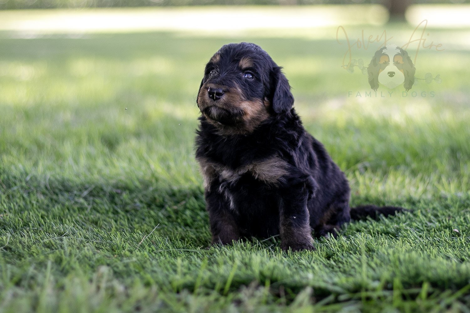 Gilbert Blythe Bernedoodle Puppy-586.jpg