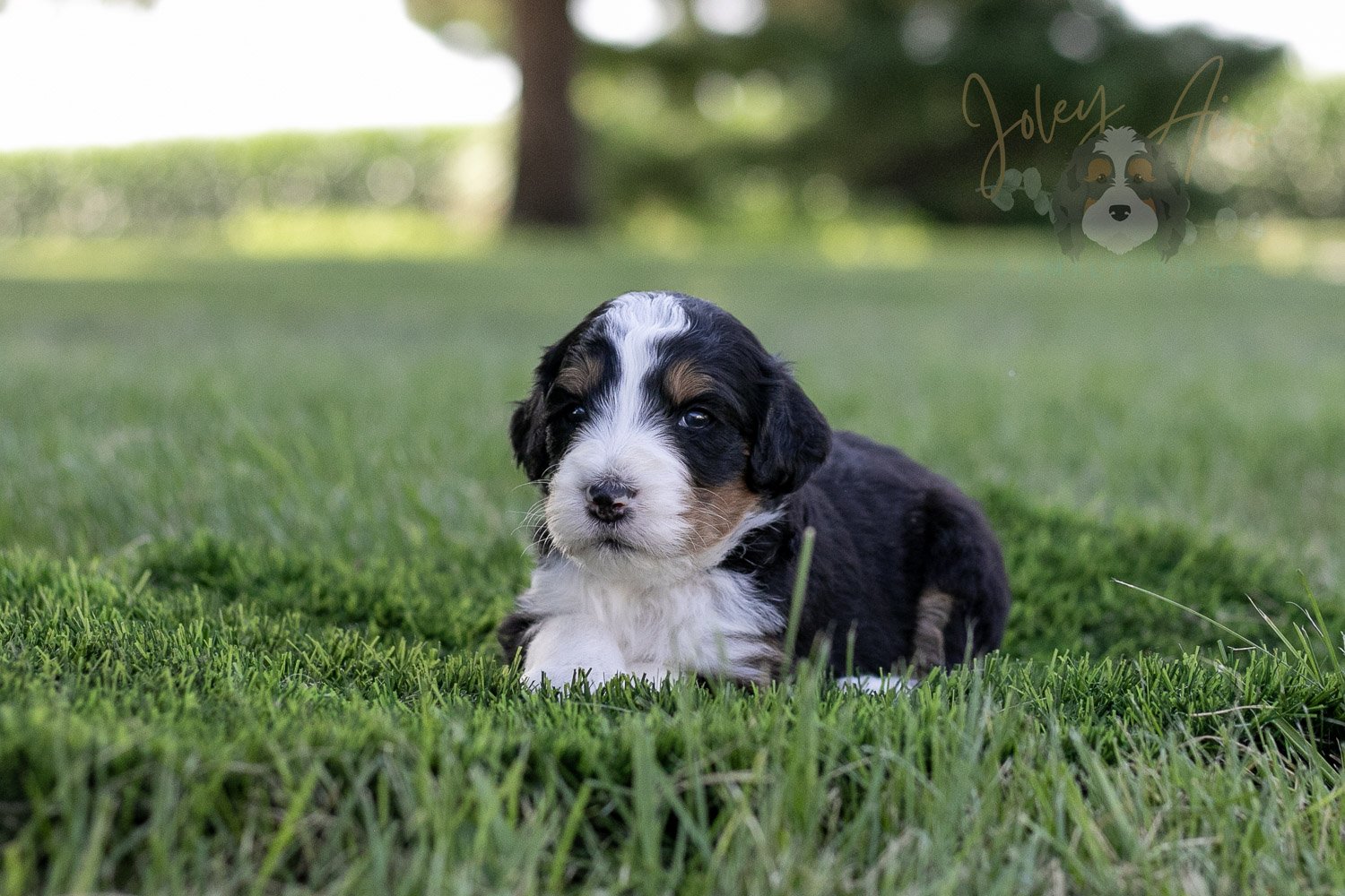 Zion Bernedoodle Puppy-337.jpg