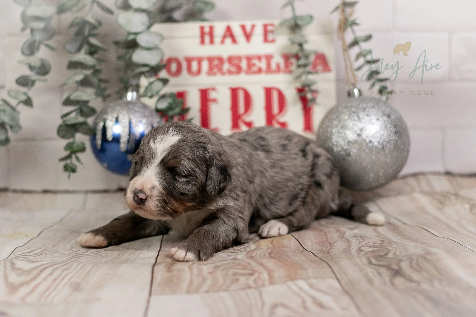 Rainier - Tri-Color Merle Bernedoodle Puppy