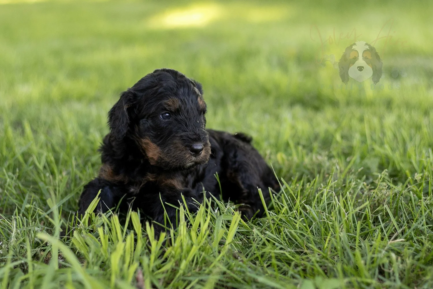 Acadia Bernedoodle Puppy-431.jpg