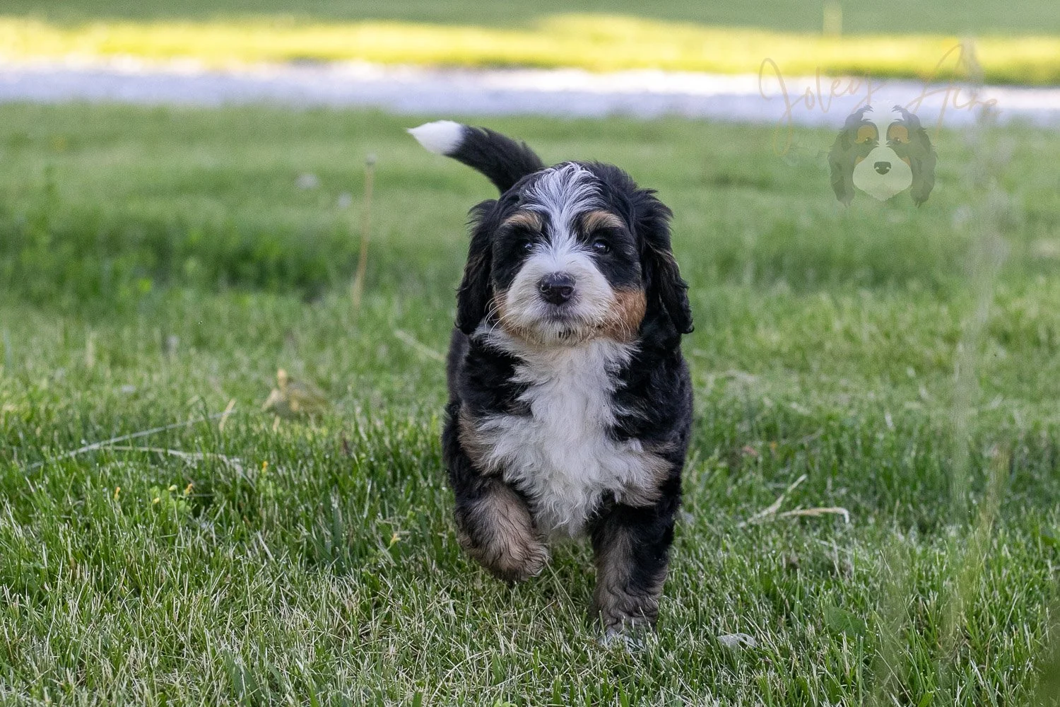 Trumpet Bernedoodle Puppy-19.jpg