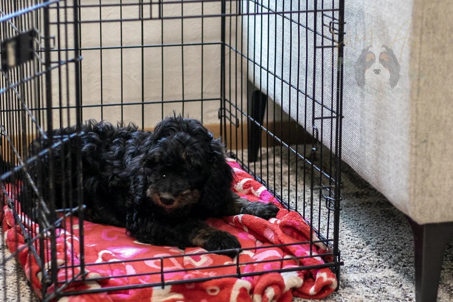 Bryce Bernedoodle Puppy-389.jpg