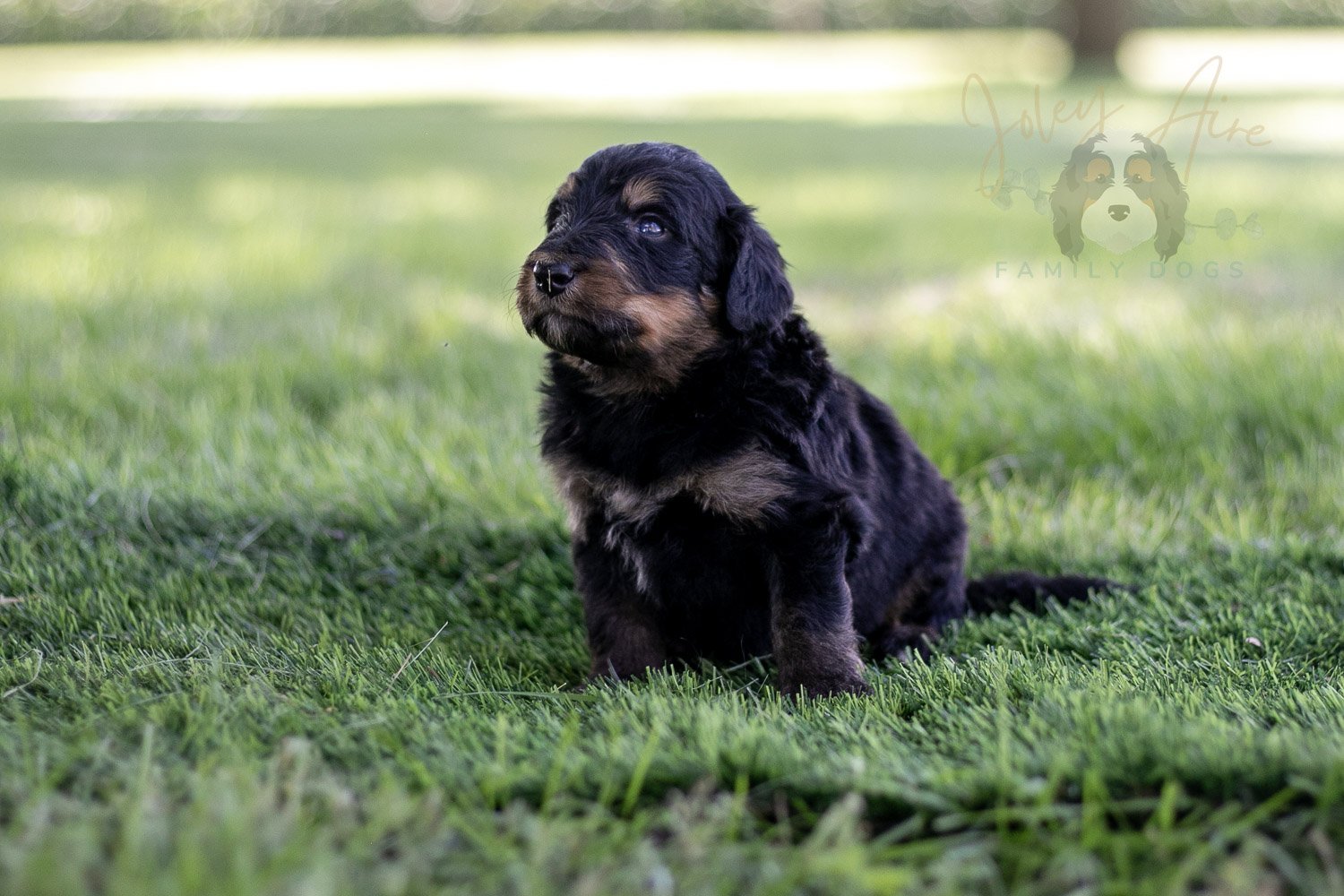 Gilbert Blythe Bernedoodle Puppy-585.jpg