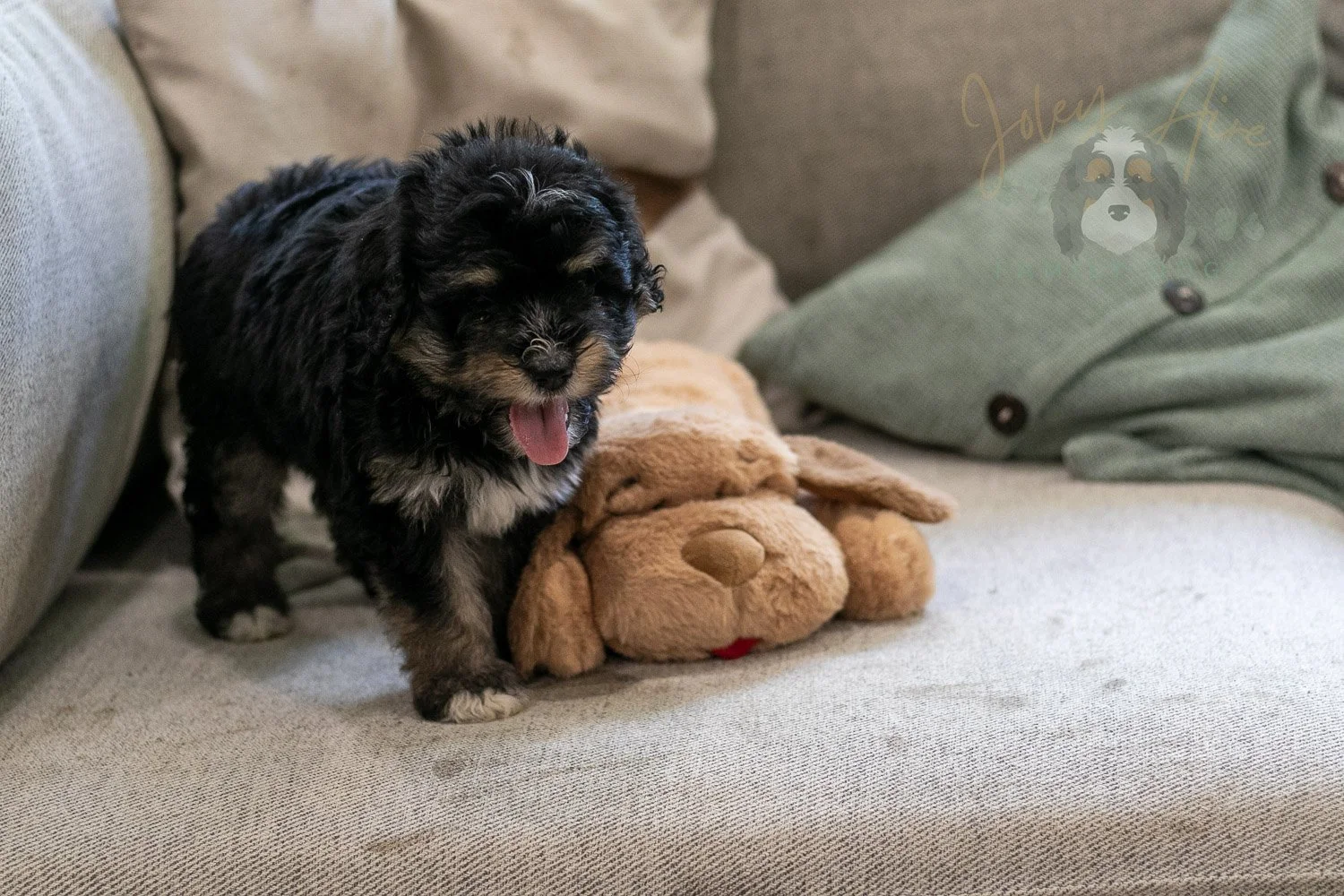 Georgia Bernedoodle Puppy-424.jpg