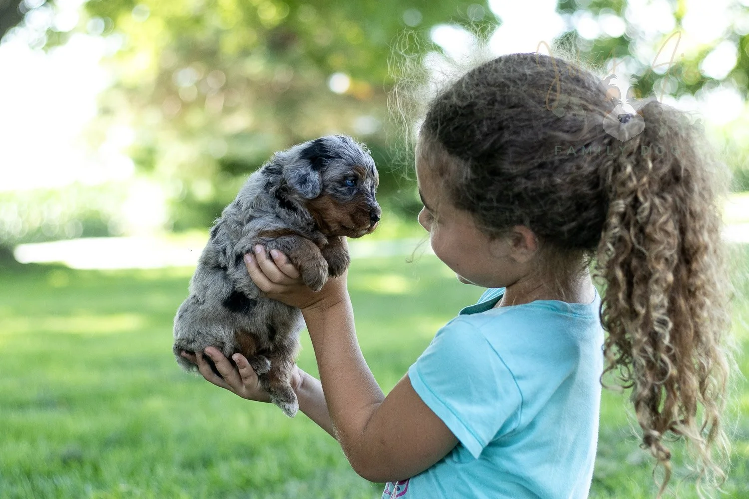 Marilla Cuthbert Bernedoodle Puppy-476.jpg