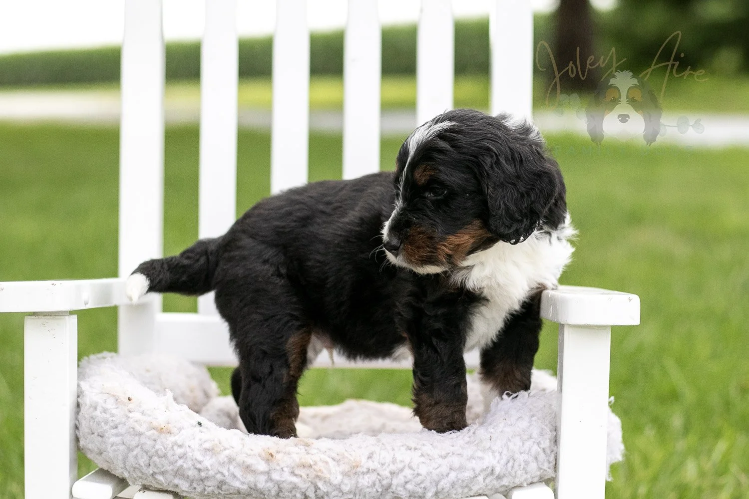 Yosemite Bernedoodle Puppy-976.jpg