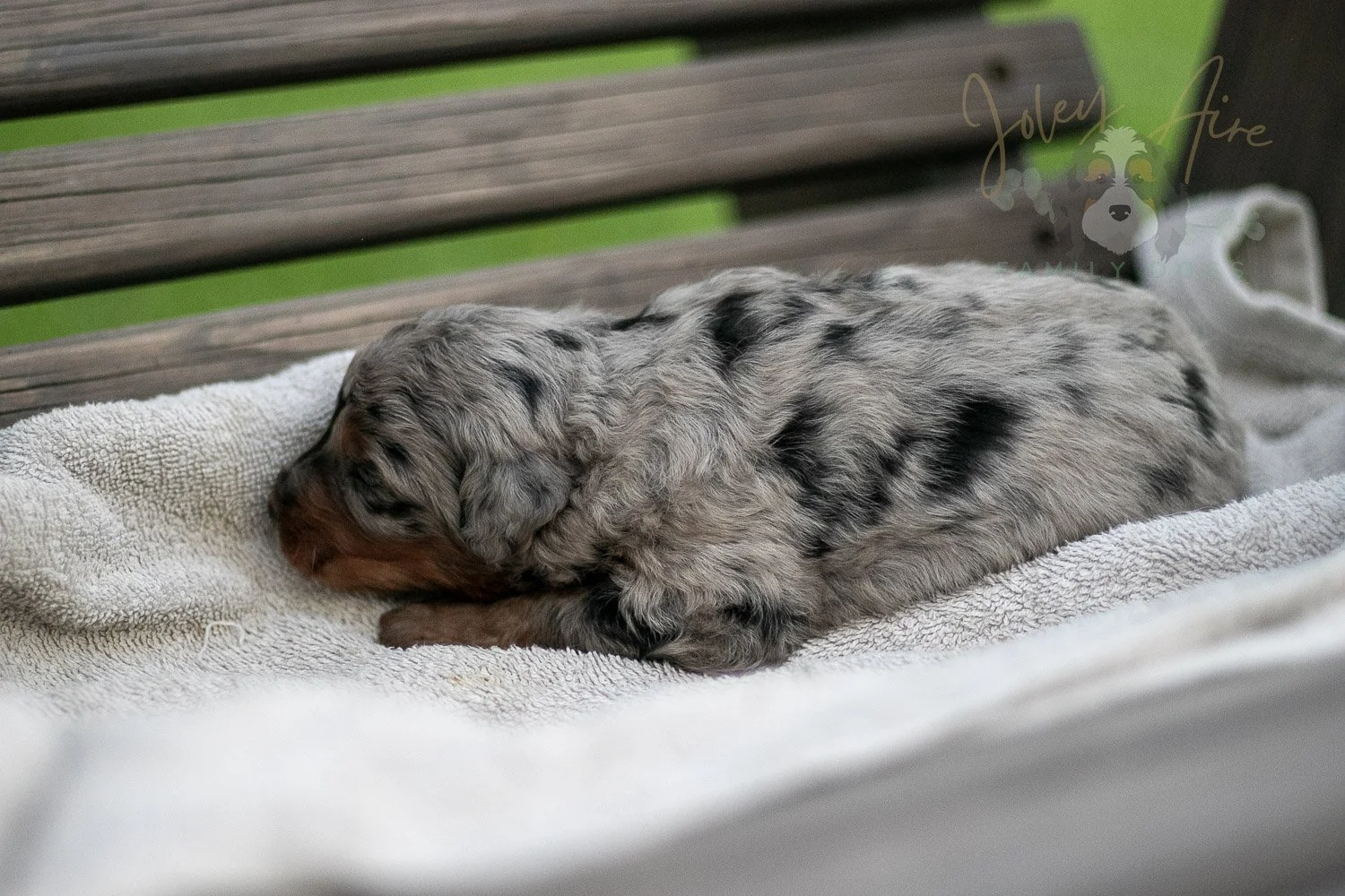 Marilla Cuthbert Bernedoodle Puppy-61.jpg