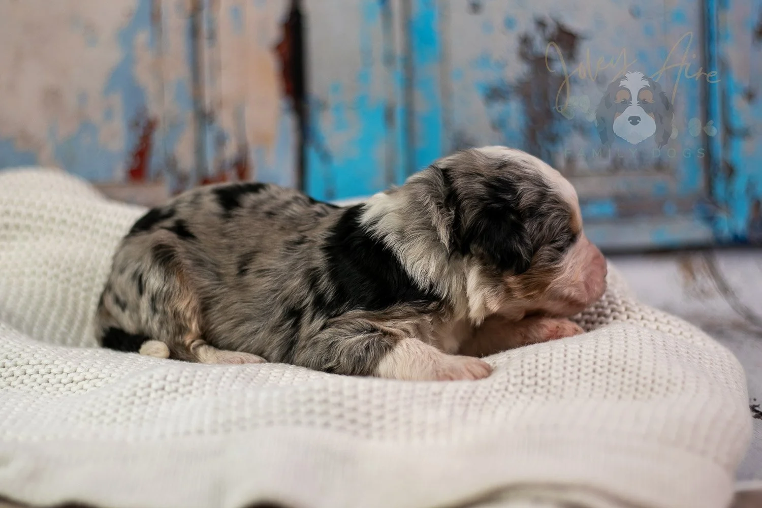 Pablo Picasso Bernedoodle Puppy-226.jpg