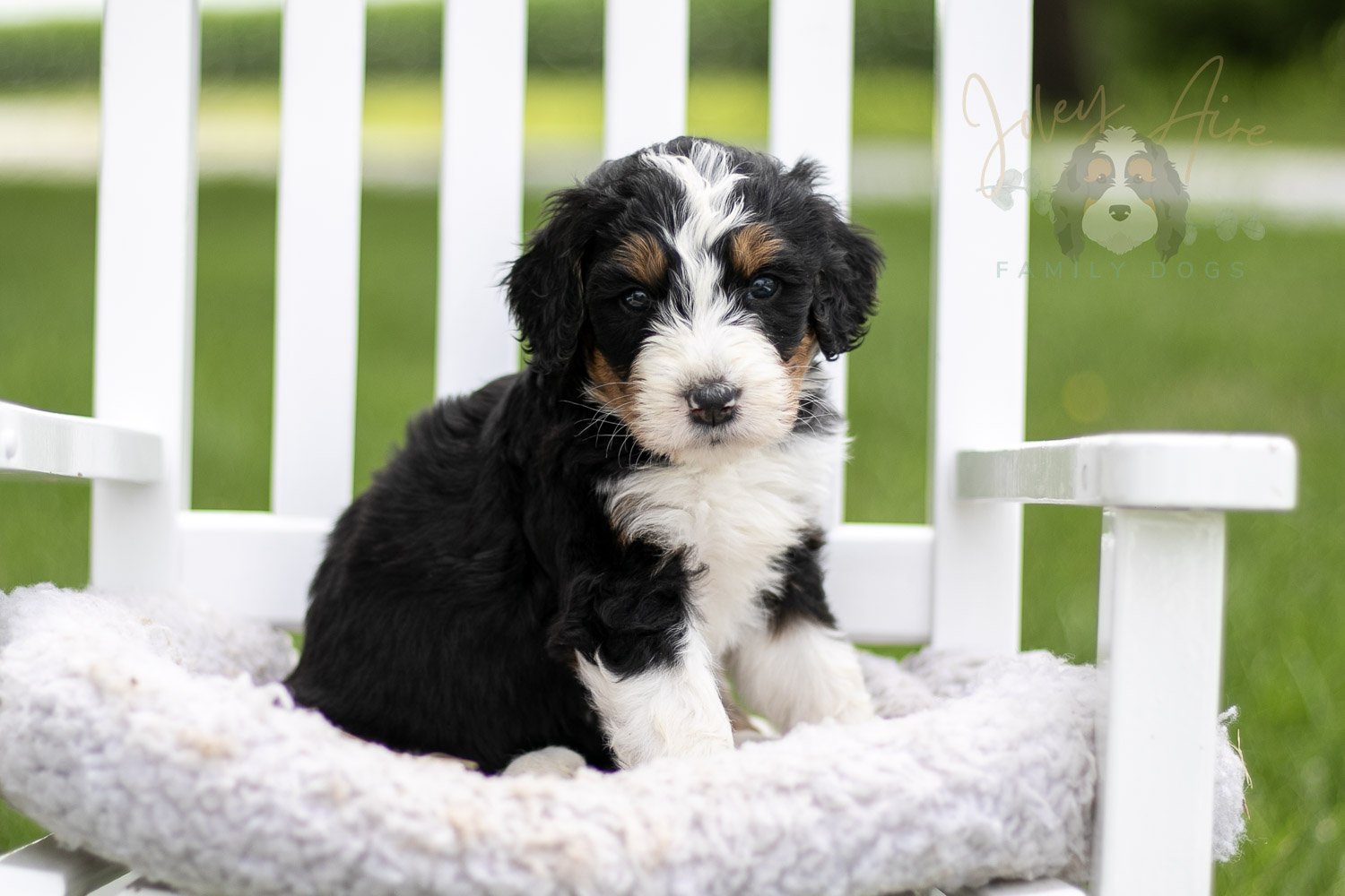 Zion Bernedoodle Puppy-811.jpg