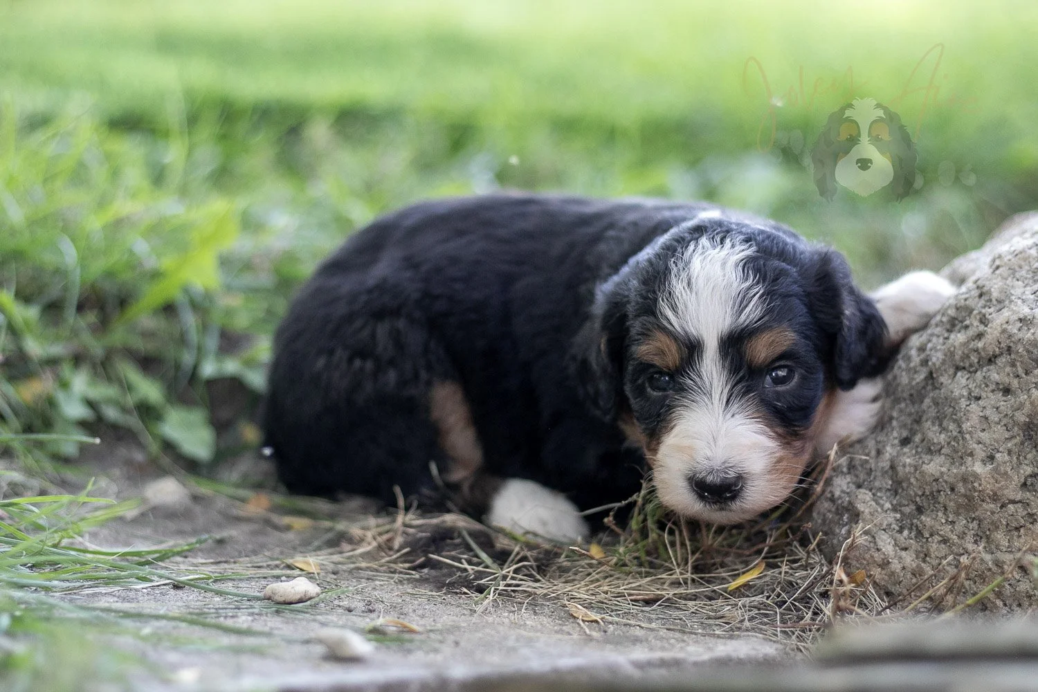 Diana Barry Bernedoodle Puppy-573.jpg