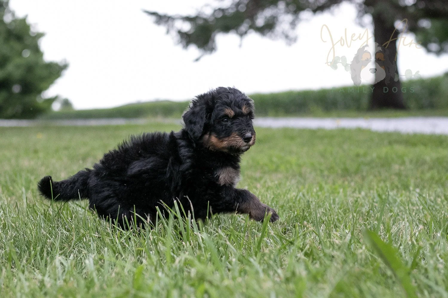 Gilbert Blythe Bernedoodle Puppy-123.jpg