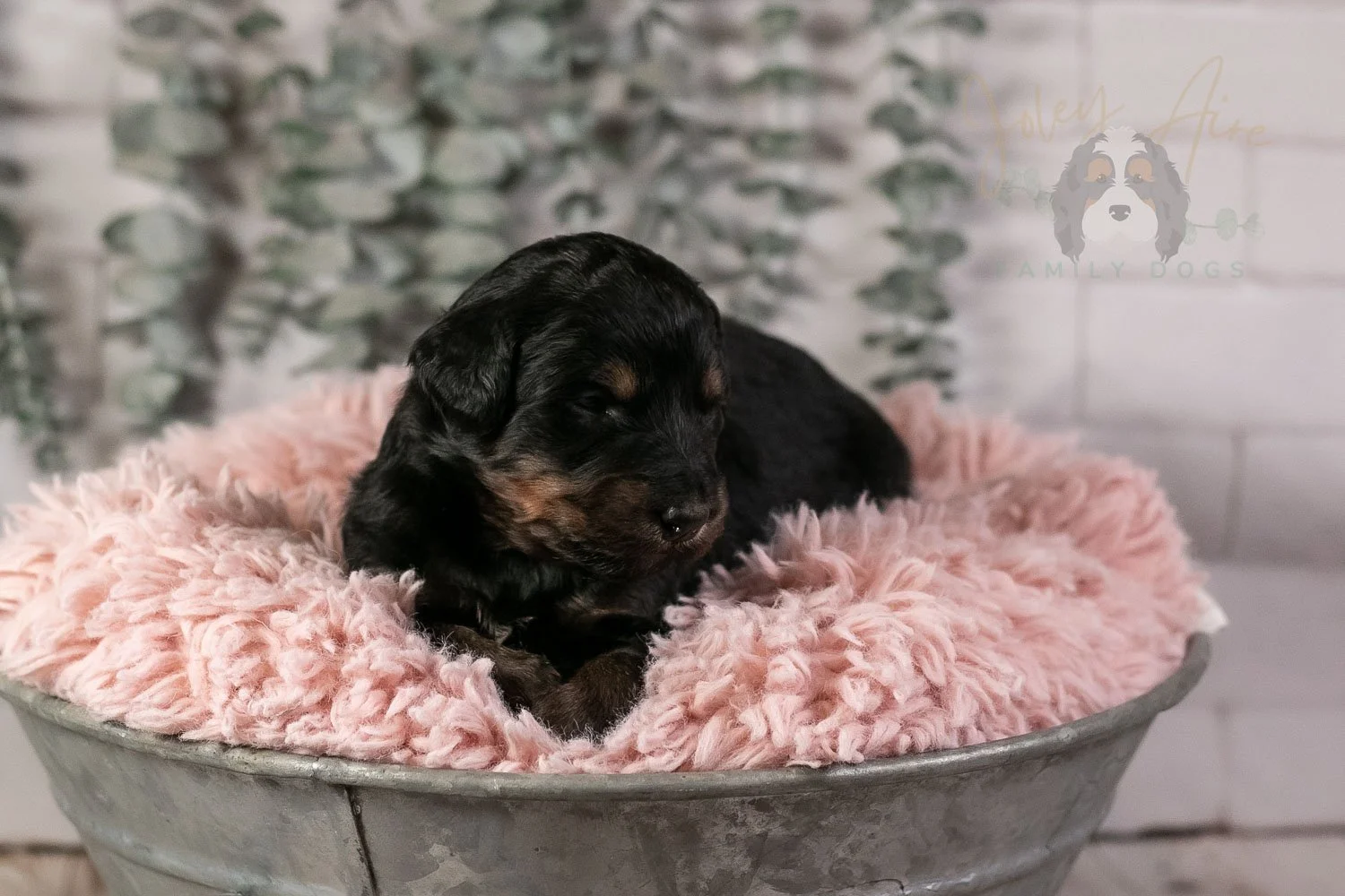 Piano Bernedoodle Puppy-8.jpg