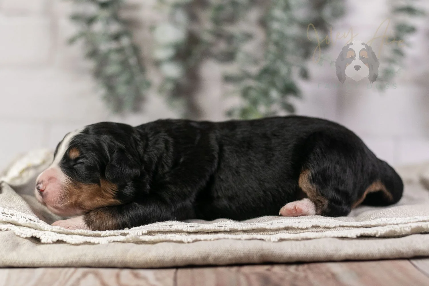 Trumpet Bernedoodle Puppy-1-2.jpg