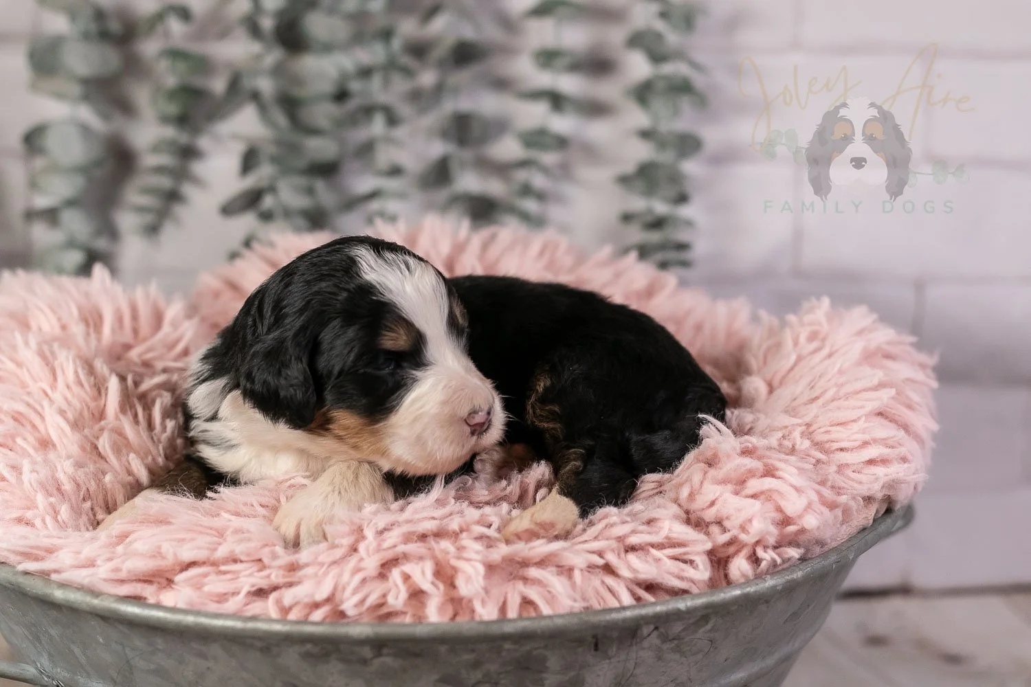 Harmonica Bernedoodle Puppy-20.jpg