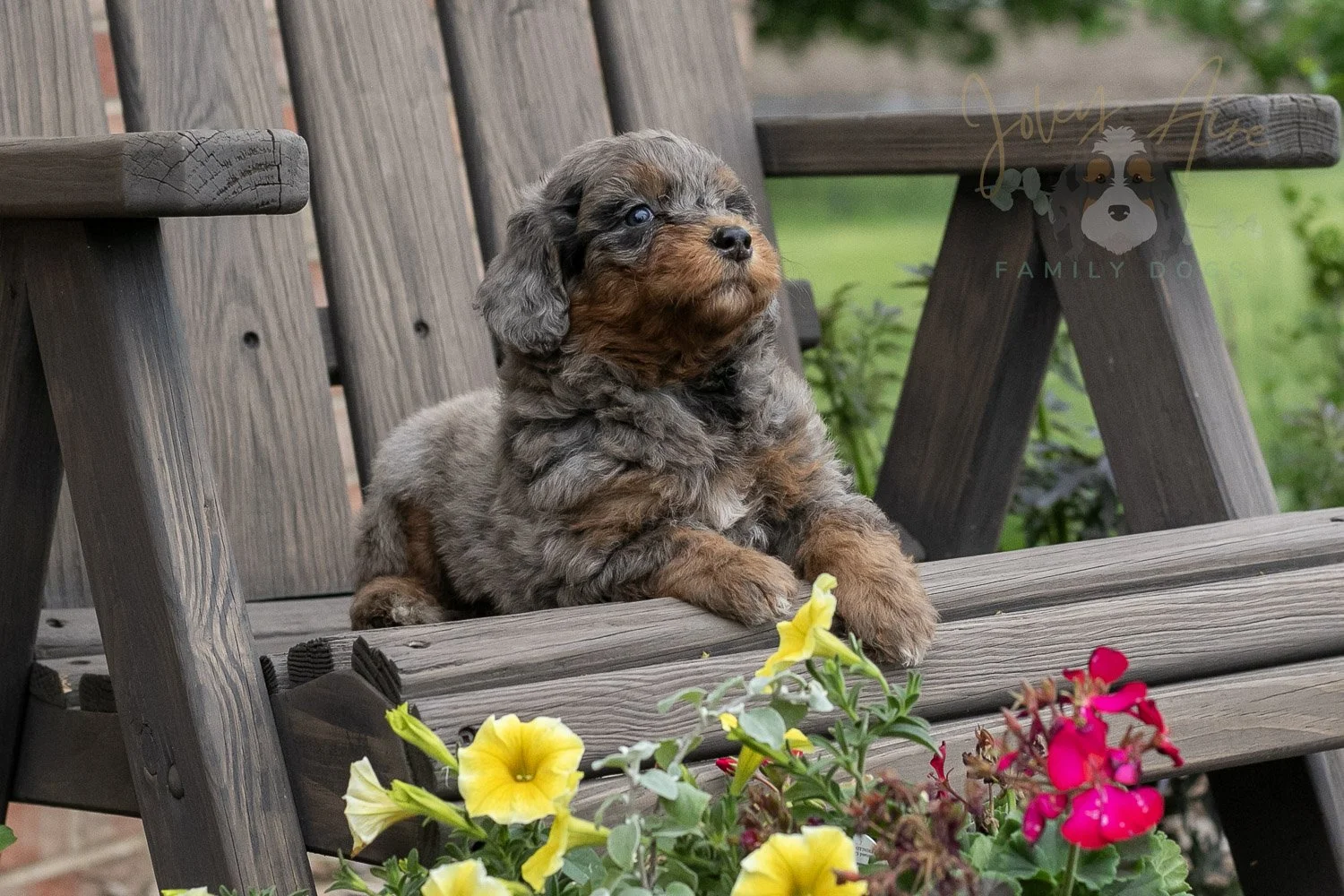 Flute Bernedoodle Puppy-5.jpg