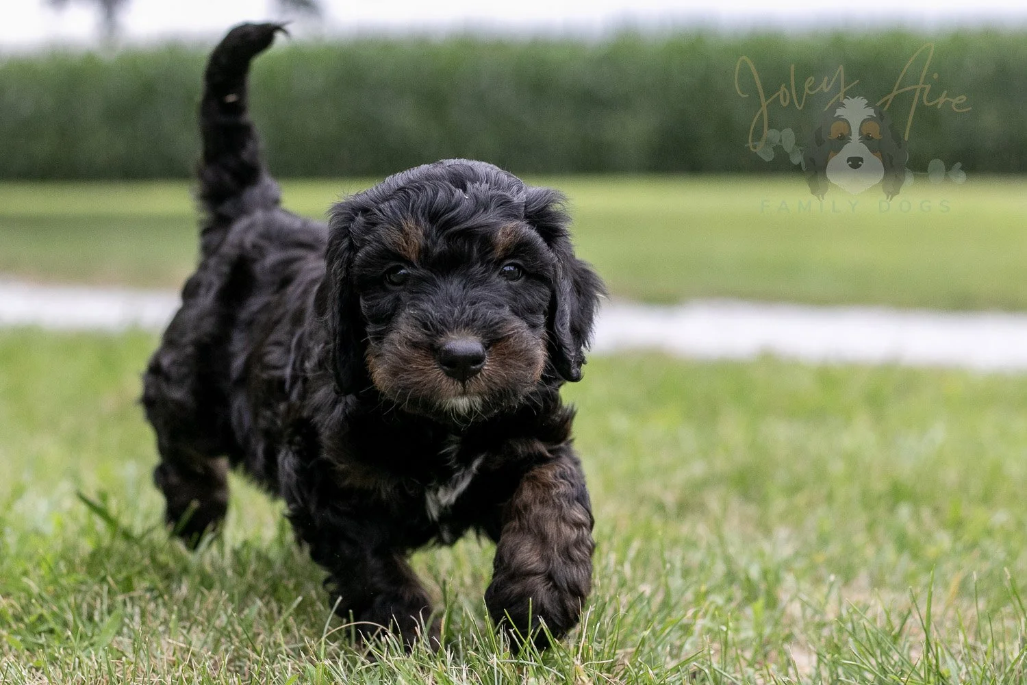 Denali Bernedoodle Puppy-26.jpg