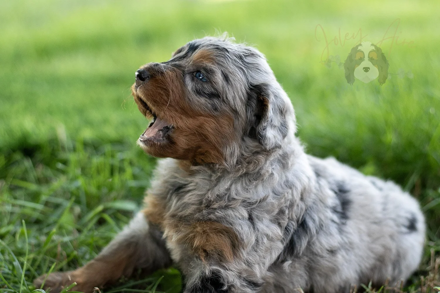 Marilla Cuthbert Bernedoodle Puppy-473.jpg