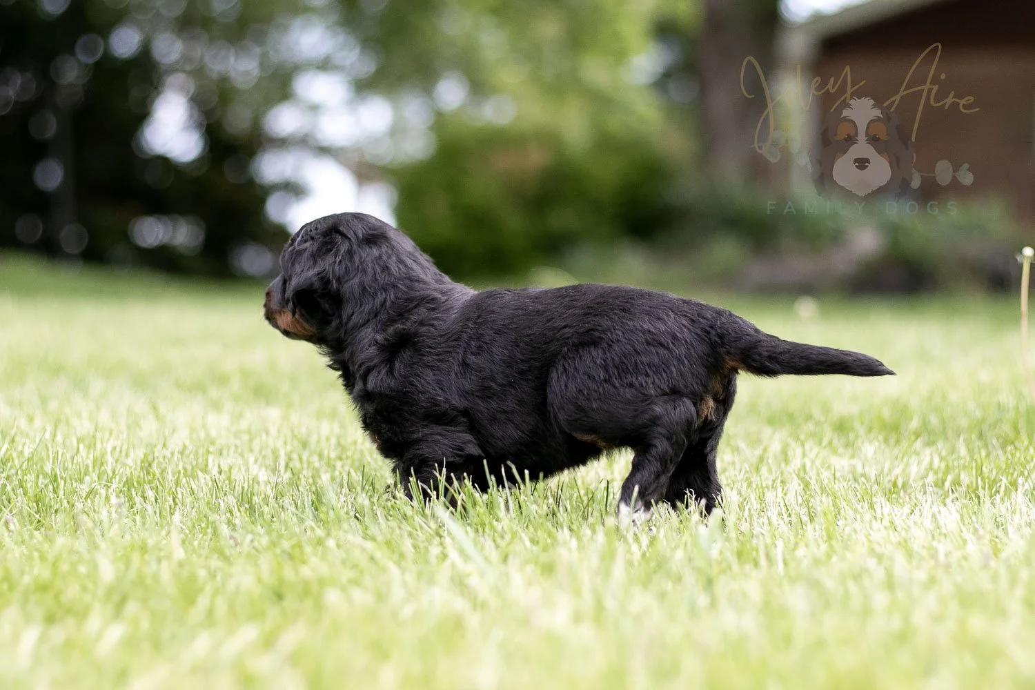 Piano Bernedoodle Puppy-39.jpg