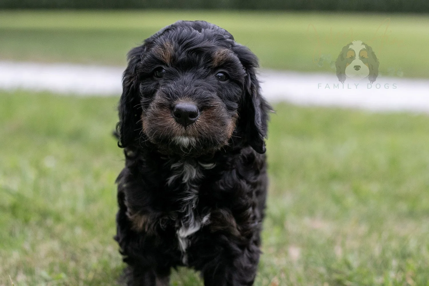Denali Bernedoodle Puppy-28.jpg