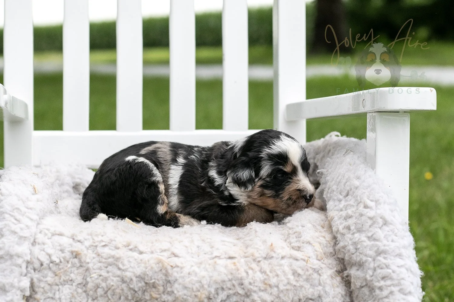 Artemisia Bernedoodle Puppy-655.jpg