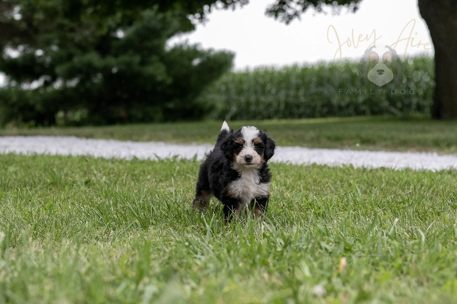 Anne Shirley Bernedoodle Puppy-108.jpg