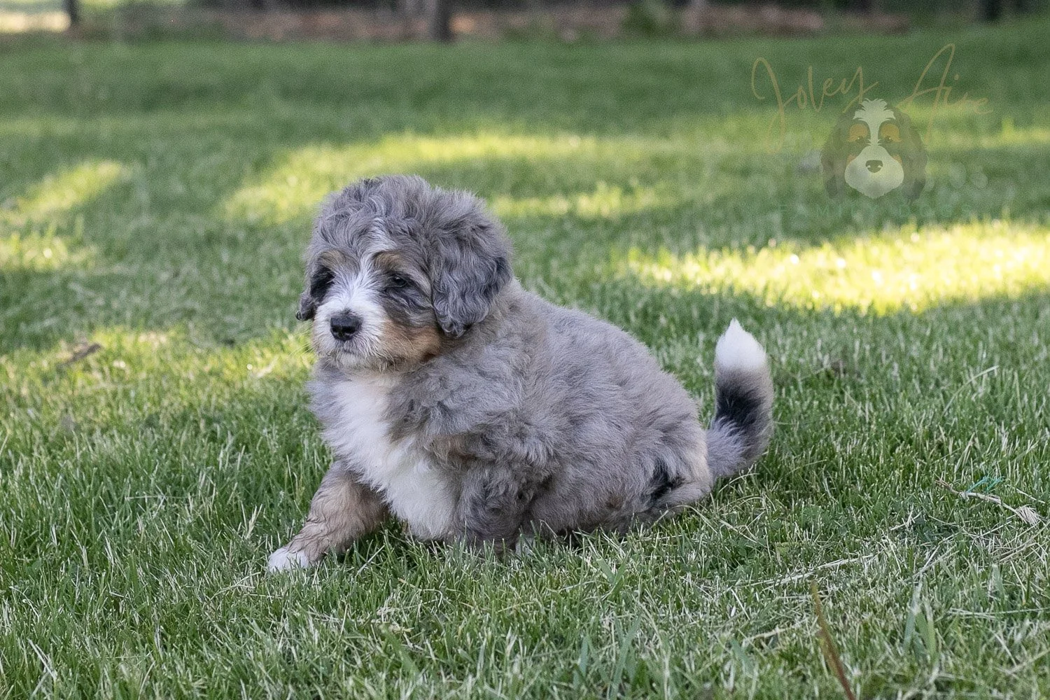 Drum Bernedoodle Puppy-8.jpg