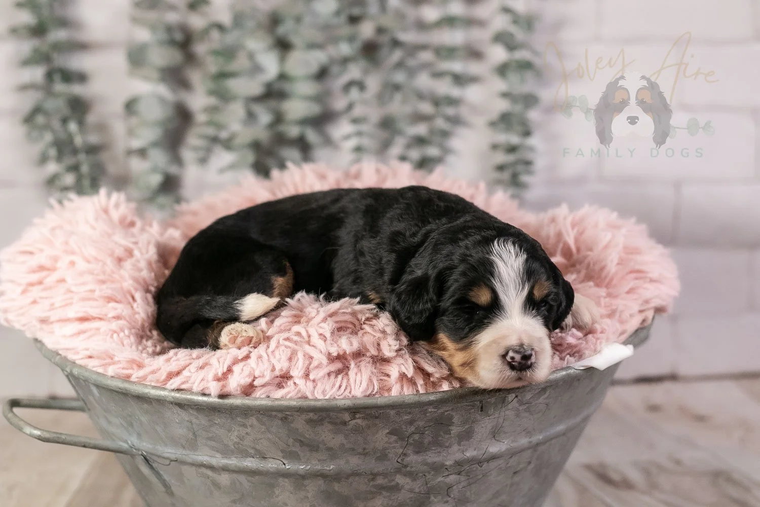 Trumpet Bernedoodle Puppy-19.jpg