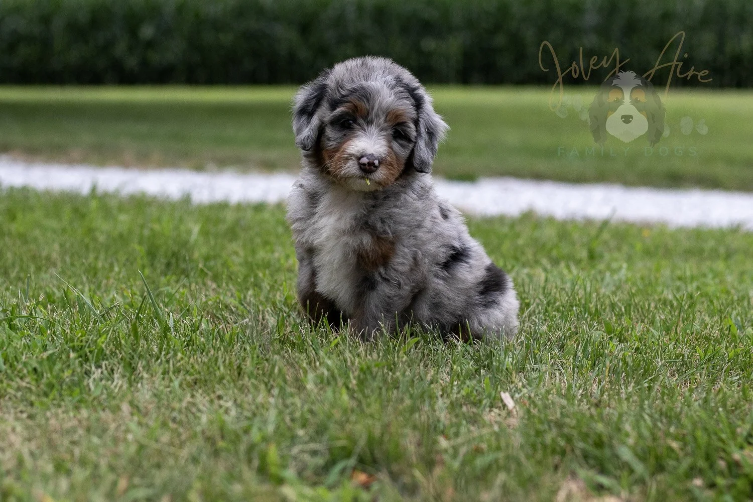 Rachel Lynde Bernedoodle Puppy-8.jpg