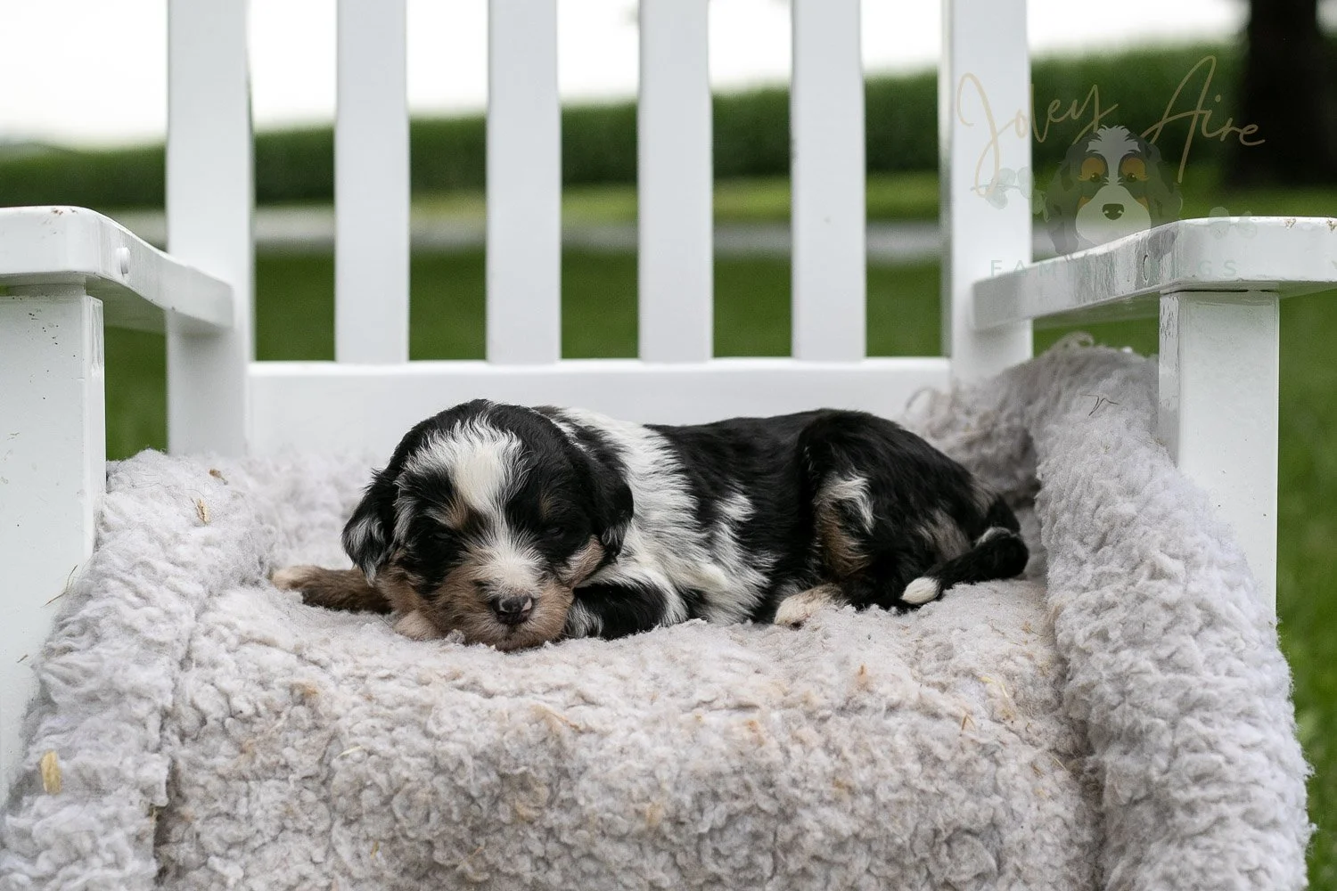 Artemisia Bernedoodle Puppy-665.jpg