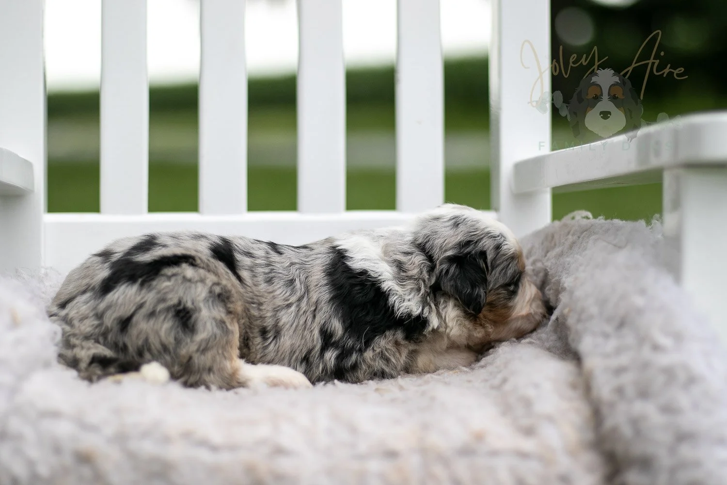 Pablo Picasso Bernedoodle Puppy-705.jpg