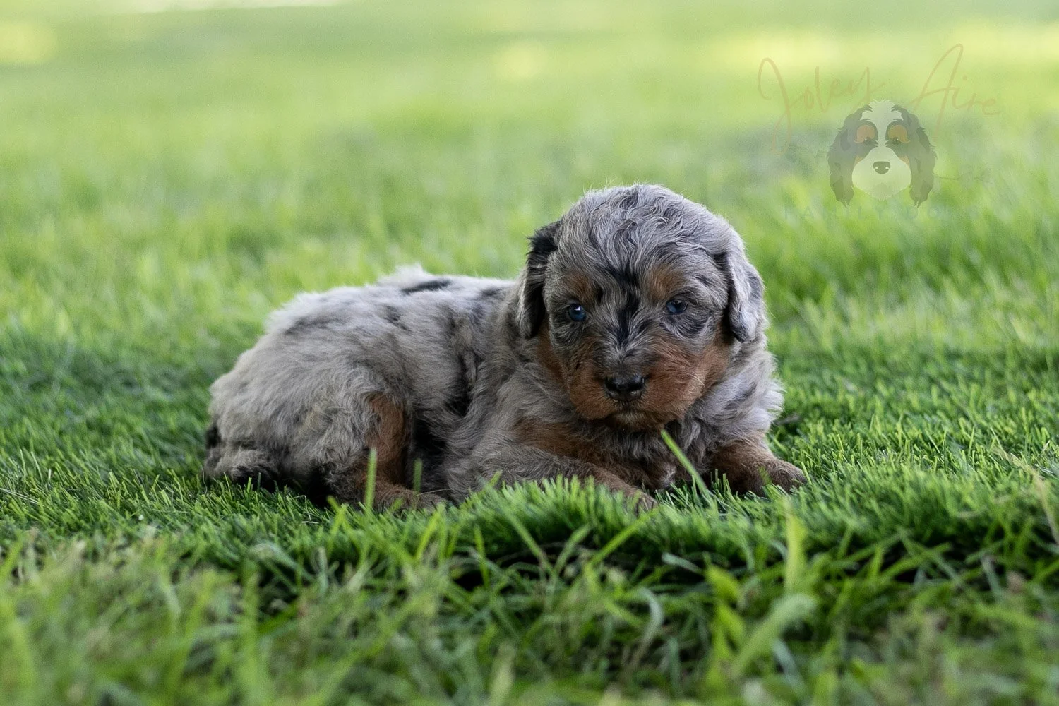 Marilla Cuthbert Bernedoodle Puppy-462.jpg